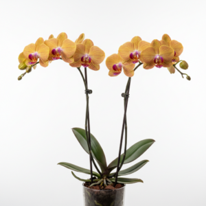 Phalaenopsis Zuma's Amber