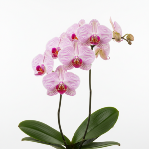 Phalaenopsis Zuma Zircon