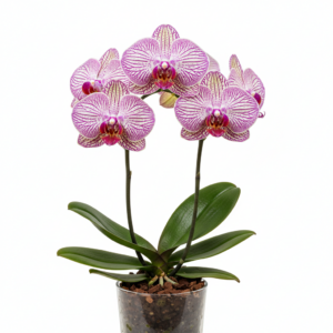 Phalaenopsis Zuma Zip