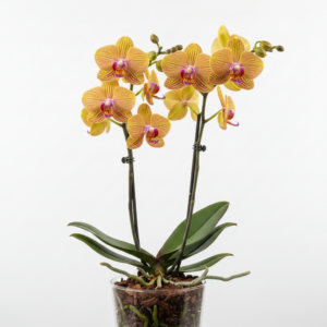 Phalaenopsis Zuma Zest