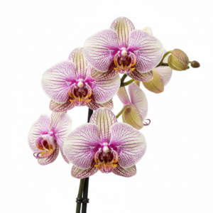 Phalaenopsis Zuma Zephyr