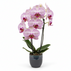 Phalaenopsis Zuma Zenith