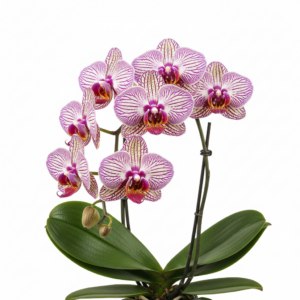 Phalaenopsis Zuma Zebra