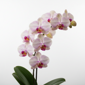 Phalaenopsis Zuma Zeal