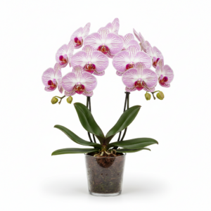 Phalaenopsis Zuma Zani