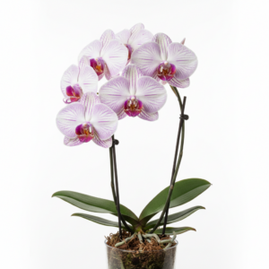 Phalaenopsis Zuma Yule