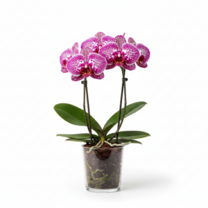Phalaenopsis Zuma Wizard