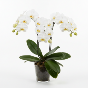 Phalaenopsis Zuma Winter White
