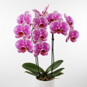 Phalaenopsis Zuma Winosa