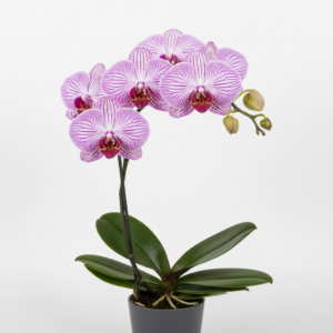 Phalaenopsis Zuma Winker