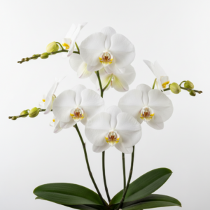 Phalaenopsis Zuma White Puff
