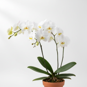 Phalaenopsis Zuma White Butterfly