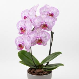 Phalaenopsis Zuma Wave