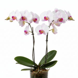 Phalaenopsis Zuma Vogue