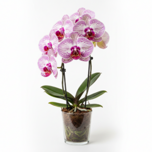 Phalaenopsis Zuma Vista