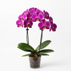 Phalaenopsis Zuma Violet