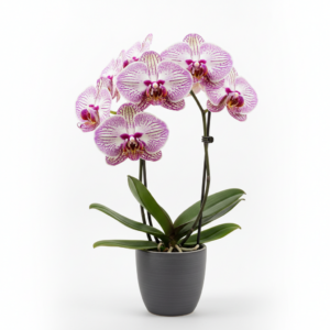 Phalaenopsis Zuma Venture