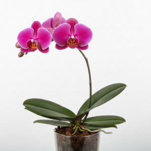 Phalaenopsis Zuma Velvet