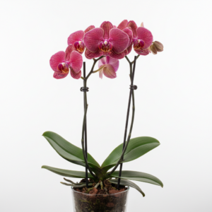 Phalaenopsis Zuma Vamp