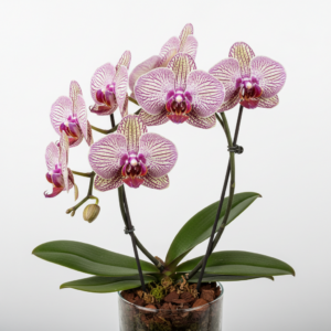 Phalaenopsis Zuma Vagabond