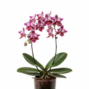 Phalaenopsis Zuma Urchin