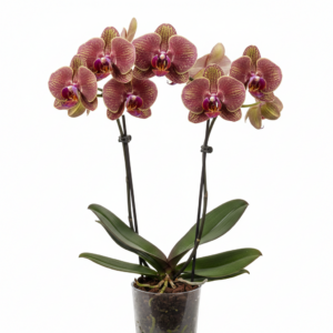 Phalaenopsis Zuma Truffle