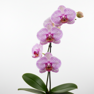 Phalaenopsis Zuma Tribute