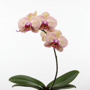 Phalaenopsis Zuma Treat