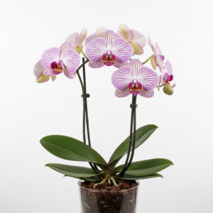 Phalaenopsis Zuma Treasure