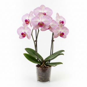 Phalaenopsis Zuma Tradition