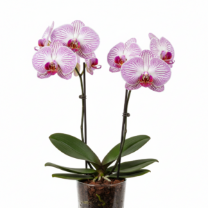 Phalaenopsis Zuma Trademark