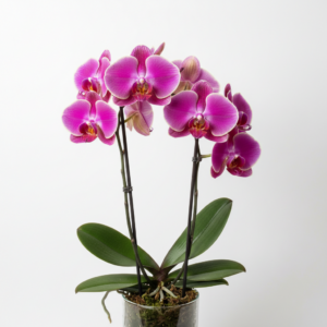 Phalaenopsis Zuma Topaz