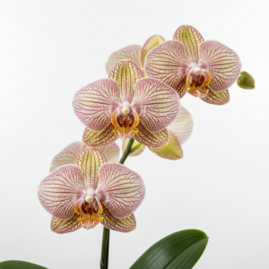 Phalaenopsis Zuma Tiger