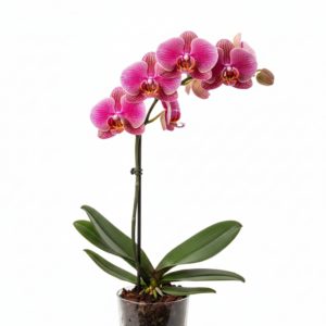 Phalaenopsis Zuma Tango