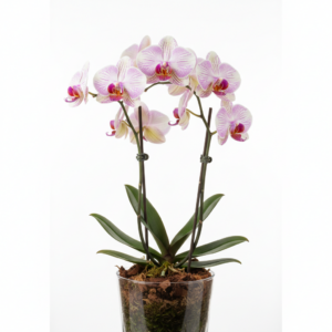 Phalaenopsis Zuma Talisman
