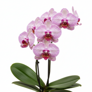 Phalaenopsis Zuma Symphony