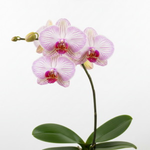 Phalaenopsis Zuma Sweetheart