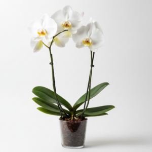 Phalaenopsis Zuma Swan