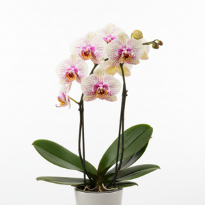 Phalaenopsis Zuma Surprise