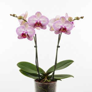 Phalaenopsis Zuma Supreme