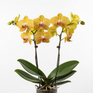Phalaenopsis Zuma Sunshine
