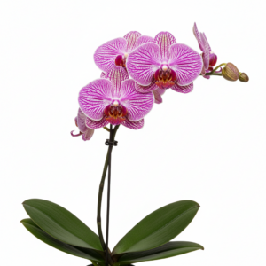 Phalaenopsis Zuma Sunrise