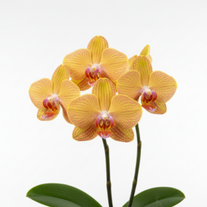 Phalaenopsis Zuma Sunglow