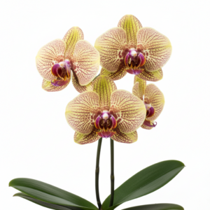 Phalaenopsis Zuma Sun Spot