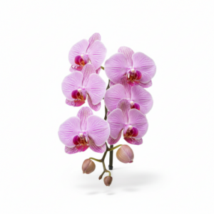 Phalaenopsis Zuma Sugarplum