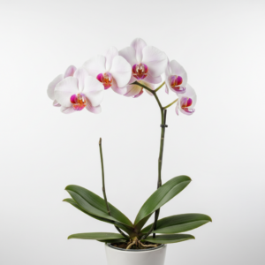 Phalaenopsis Zuma Sugar