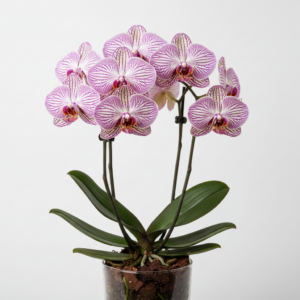 Phalaenopsis Zuma Stripe
