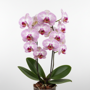 Phalaenopsis Zuma Starlight