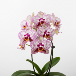 Phalaenopsis Zuma Stardust
