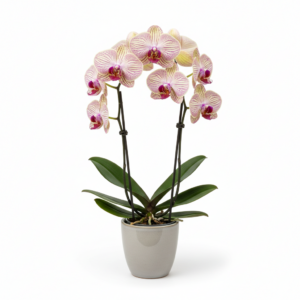 Phalaenopsis Zuma Standout